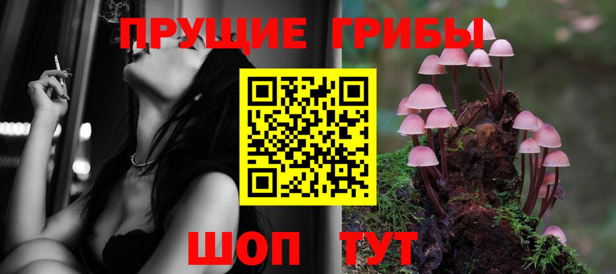 Псилоцибиновые грибы Psilocybe Елец